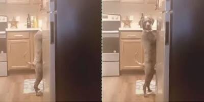 Собака сама моет посуду на кухне? Это что-то новенькое! - mur.tv