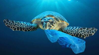 В борьбе с загрязнением мира пластиком помощь пришла...от МИКРОБОВ! - sadogorod.club