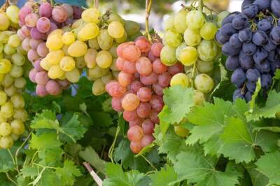 Ранние сорта винограда для средней полосы - sadogorod.club - Виноград