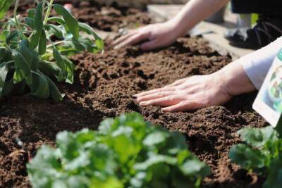 Как определить качество почвы на огороде: простой и быстрый способ - sadogorod.club