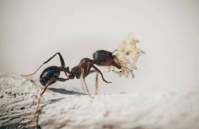 Какие простые способы помогут защитить яблоню от муравьев: секреты опытных дачников - sadogorod.club