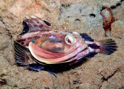 Щучья морская собачка – необычная рыба с огромной пастью - mur.tv
