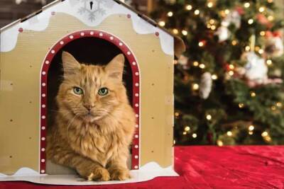 Ваша кошка и тайные новогодние желания: они существуют! - mur.tv