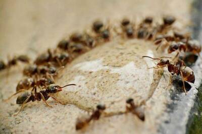 Что делать, если в теплице завелись муравьи: хитрости, о которых не расскажет сосед - lifehelper.one