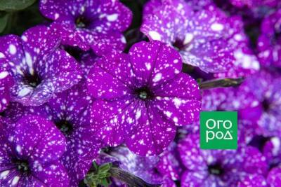 Лучшие сорта и гибриды петунии с разноцветными цветками - sadogorod.club - Рим