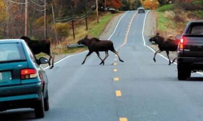 Почему лоси любят автомобильные дороги больше других животных? Опасность лося на дороге (6 фото) - chert-poberi.ru