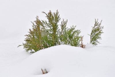 Лунный календарь садовода: заготавливаем еловый лапник и укрываем растения снегом - sadogorod.club
