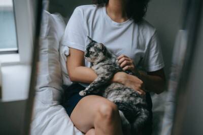 Почему кошка не хочешь сидеть на руках? И как к этому приучить? - mur.tv