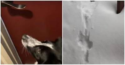 Вот и погулял: пес не обрадовался снегу - mur.tv