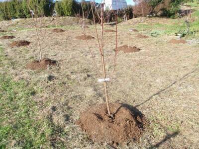 Как садить яблоню весной на Урале - sadogorod.club