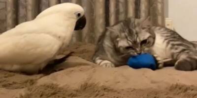 Какаду вырвал игрушку у друга-кота: смотрим на его реакцию - mur.tv