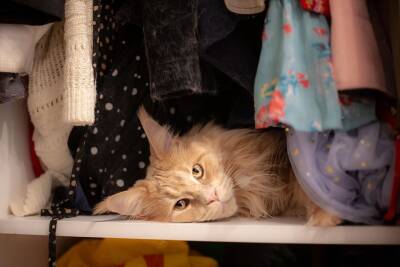 Почему кошки так любят устраиваться на одежде? - mur.tv