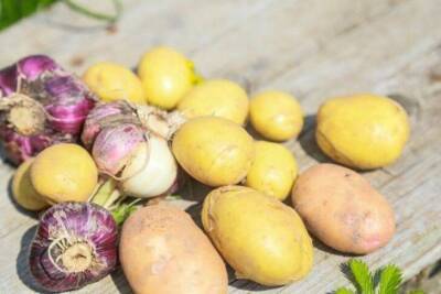 Как увеличить урожай картофеля в два раза: секрет опытных огородников - sadogorod.club
