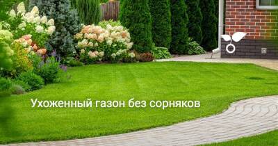 Ухоженный газон без сорняков - sadogorod.club
