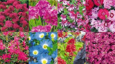 Новинки многолетних и однолетних цветов для посадки в цветнике в 2022 году - sadogorod.club