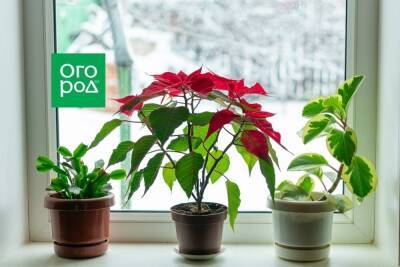 Уход за комнатными растениями в декабре: 5 правил, о которых нельзя забывать - sadogorod.club