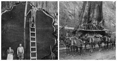 Олдскульные лесорубы, которые валили гигантские деревья вручную, 1890 - 1935 гг - porosenka.net - Сша - Канада - Вашингтон - Вашингтон
