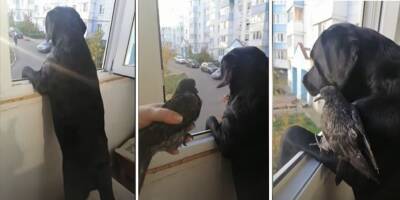 Лабрадор чудесным образом реагирует на раненую птицу, залетевшую на лоджию - mur.tv - Белгород