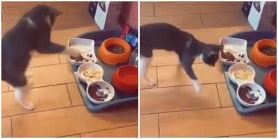 Котёнка поставил в тупик большой выбор еды - mur.tv