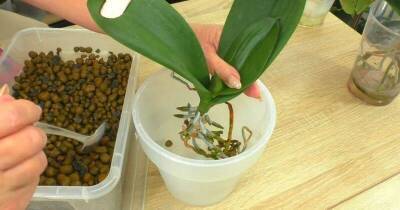 Удивительный лайфхак! Посадите орхидеи в необычный для нее грунт, и они нарастят корни за три недели - lifehelper.one