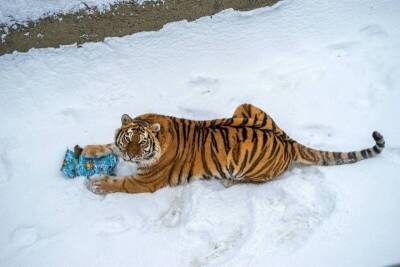 Амурским тиграм из Челябинского зоопарка подарили коробочки - mur.tv