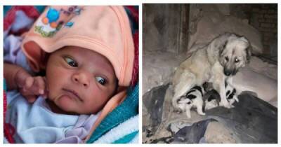 Когда бродячие собаки милосерднее родителей: история спасения новорожденной в Индии - porosenka.net - Англия - India