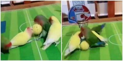 Две команды из попугаев сыграли в баскетбол - mur.tv