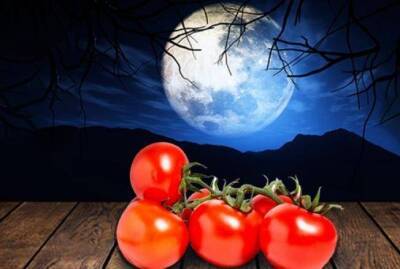Выращивание томатов по Лунному календарю в 2022 году - sadogorod.club