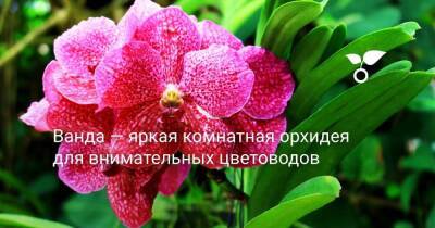 Ванда — яркая комнатная орхидея для внимательных цветоводов - sadogorod.club