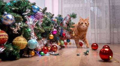 Домашние животные и елка: какие опасности таит в себе новогодняя елка для домашних котиков и собак - sadogorod.club