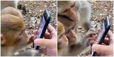 Семейство обезьян пытается завладеть бананами со смартфона - mur.tv