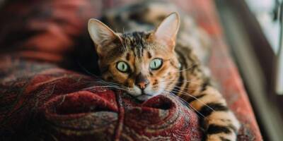 Ученые выяснили, что на самом деле кошки думают о своих хозяевах - mur.tv