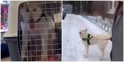 Знаменитая собака из Сургута нашла семью - mur.tv - Сургут