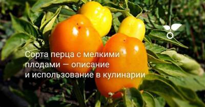Сорта перца с мелкими плодами — описание и использование в кулинарии - sadogorod.club