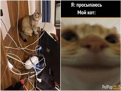 20+ мемов и фото с котами, которые поднимут настрой - mur.tv