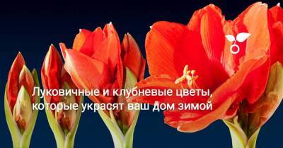 Луковичные и клубневые цветы, которые украсят ваш дом зимой - sadogorod.club
