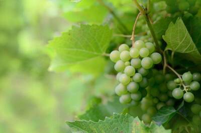 Что категорически нельзя сажать рядом с виноградом: урожая не будет - sadogorod.club