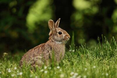 Какие растения ядовиты для кролика? И как правильно оказывать помощь при отравлении? - mur.tv