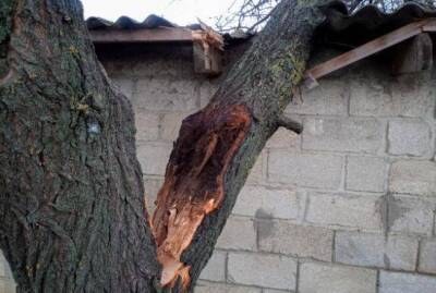 Если зимой ветром сломало дерево – что делать - sadogorod.club