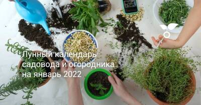 Лунный календарь садовода и огородника на январь 2022 - sadogorod.club