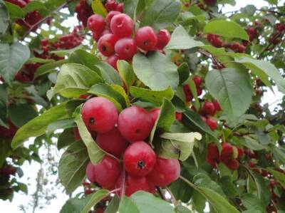 Декоративная яблоня, в том числе с красными листьями: описание и характеристика сорта, особенности посадки и ухода + фото - sadogorod.club