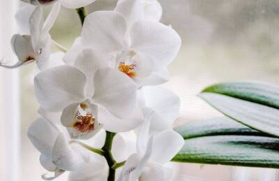 Простой способ заставить орхидею цвести в любое время, даже не применяя удобрения - sadogorod.club