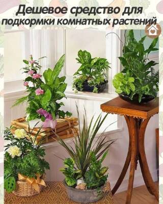 Дешевое средство для подкормки комнатных растений - lifehelper.one