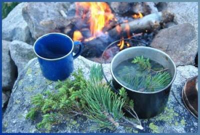 Целебный чай из сосновых иголок - lifehelper.one