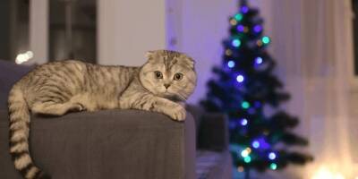 Семья в шоке: домашняя кошка оставила под ёлочкой свой подарок - mur.tv - штат Флорида - Usa
