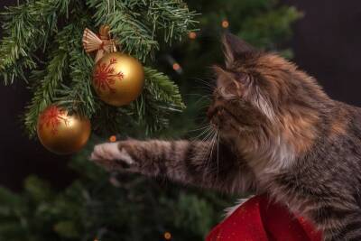 Почему кошек так и тянет залезть на новогоднюю ёлку? - mur.tv