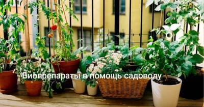 Биопрепараты в помощь садоводу - sadogorod.club