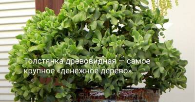 Толстянка древовидная — самое крупное «денежное дерево» - sadogorod.club - Китай