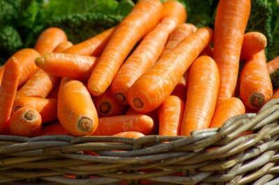Как правильно поливать и подкармливать морковь, чтобы она выросла крупной и сочной - sadogorod.club
