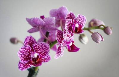 Как защитить орхидею от болезней с помощью чеснока: хитрый способ - sadogorod.club